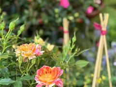 -溪岸路花鸟市场