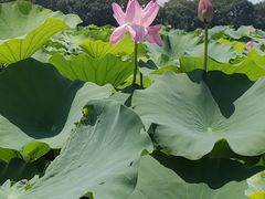 -荷塘月色湿地公园·向阳花洲