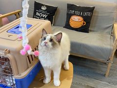 -猫十亿·布偶金渐层·曼基康矮脚猫舍(青年路店)