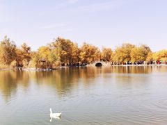 -金塔沙漠胡杨林景区