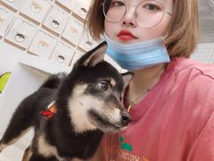 -柴务处·柴犬主题狗咖