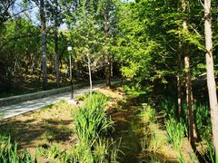 -白水寺森林公园