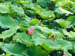 -荷塘月色湿地公园·向阳花洲