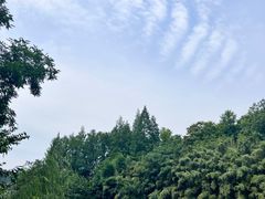 -东平国家森林公园