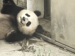 -都江堰中华大熊猫苑