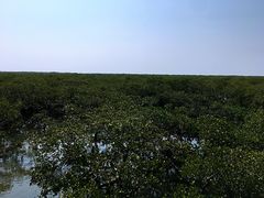 -北海金海湾红树林生态旅游区