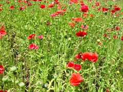 -合肥滨湖国家森林公园