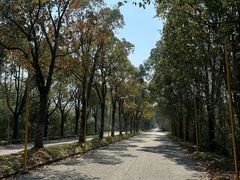 -上海海湾国家森林公园