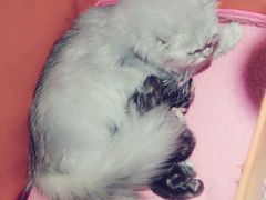 android_upload_pic-喵的天空名猫咖啡馆·撸猫·猫舍·用品
