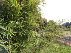 -眉山湿地公园(东坡区)