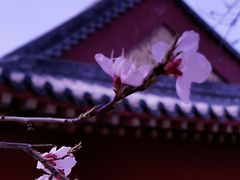 -桃花堤公园