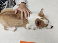 -瑞鹏宠物医院·超声·骨科·奇麟分院(蜀都万达店)