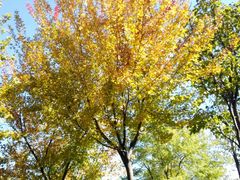 -永定河休闲森林公园