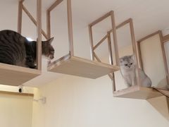 -滚猫咖啡·猫咖·猫友好撸猫(未来城店)