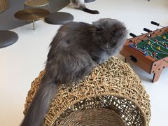 -飞行喵MR PILOT|猫舍·猫咖(静安大融城店)