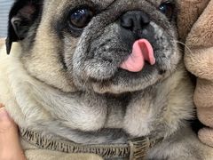 -北京博爱动物医院有限公司