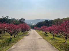 -广州莲花山旅游区