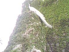 白孔雀-沈阳鸟岛