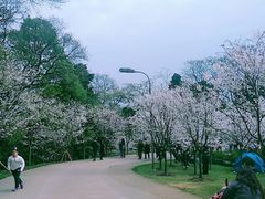 -南山植物园