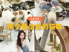 -喵园·猫主题咖啡厅·撸猫·猫咖(国贸店)