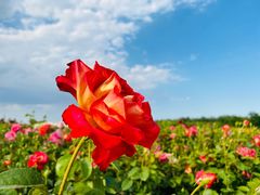 -廊坊文化艺术中心