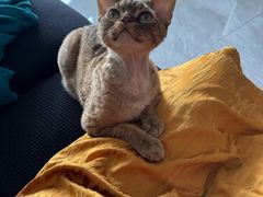 -山宅一喵德文卷毛猫舍