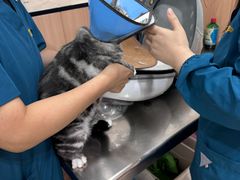 -米苏动物医院·犬猫专科·骨科外科内窥镜