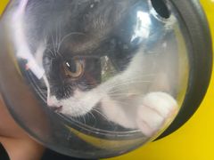 -安安宠医宠物医院·异宠·犬猫内科(岳阳分院)