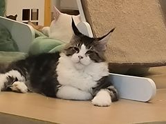 -猫域·湾主题猫咖·宠物吧(南坪城市广场店)