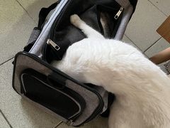 -纳吉亚猫专科动物医院·北北分院
