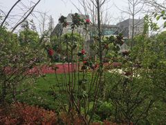 -武汉大学-樱园