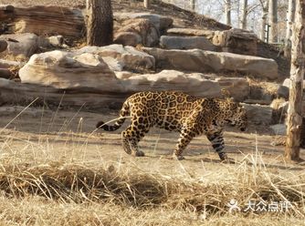 这次过年期间4个30多的人自驾来动物园玩 刚开始以为