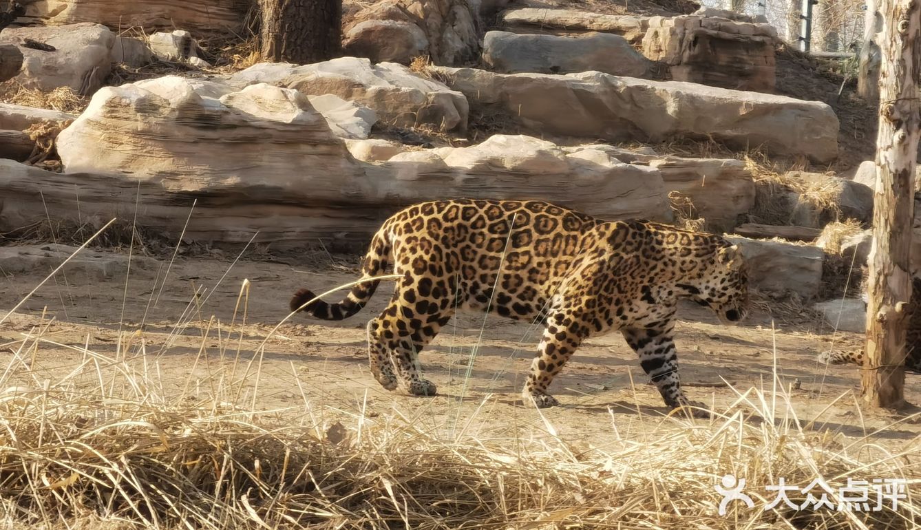 大兴野生动物园半日游