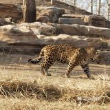 大兴野生动物园半日游