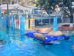 -海合安成都极地海洋公园