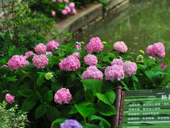 -上海醉白池公园