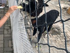 -长白岛森林公园