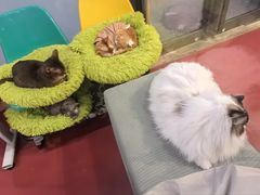 -和它·交个朋友·狗咖猫咖(爱琴海店)