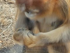 -大连森林动物园