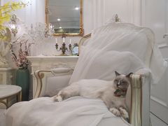 -共舞时光猫咖·狗咖(新街口店)