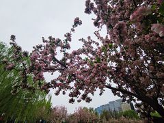 -海棠花溪(元大都城垣遗址公园)