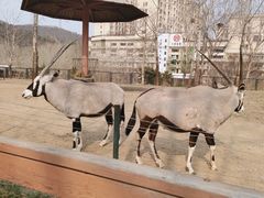 -大连森林动物园