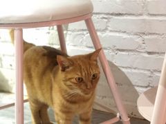 -喵屿·大理花园猫咖