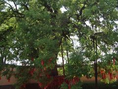 -药王庙(安国市)