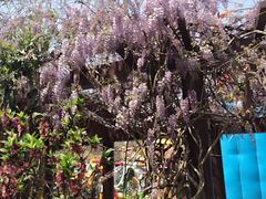 -南汇桃花村