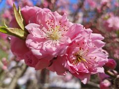 -海棠花溪(元大都城垣遗址公园)