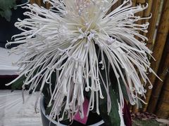 -上海大学（宝山校区）-图书馆