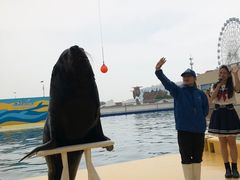 -秦皇岛乐岛海洋王国