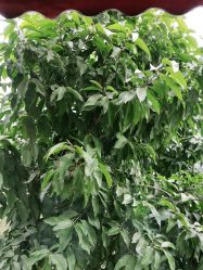 点击看大图 -金芙美月子中心(财富别墅店)