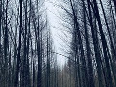 -桤木河湿地公园